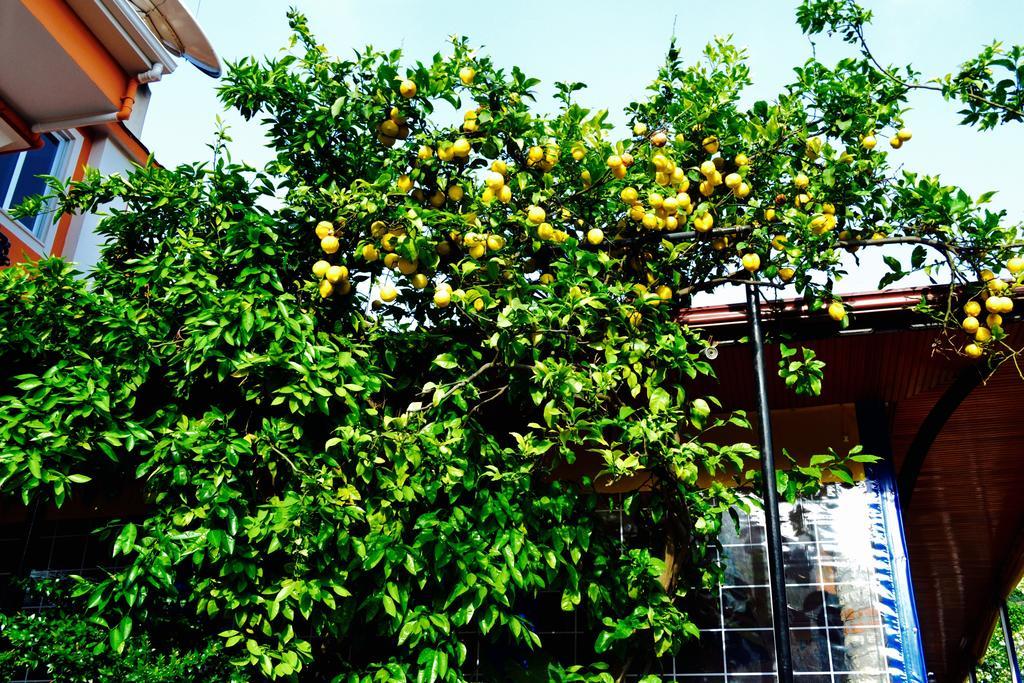 Magic Tulip Hotel Oludeniz Kültér fotó